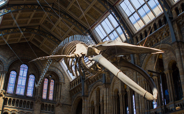 londres natural history museum