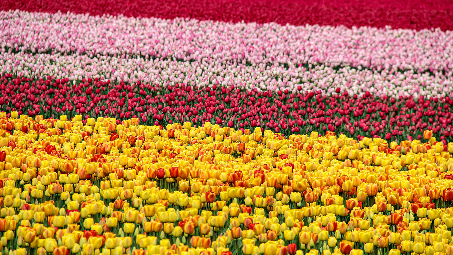 Keukenhof: campos de tulipas