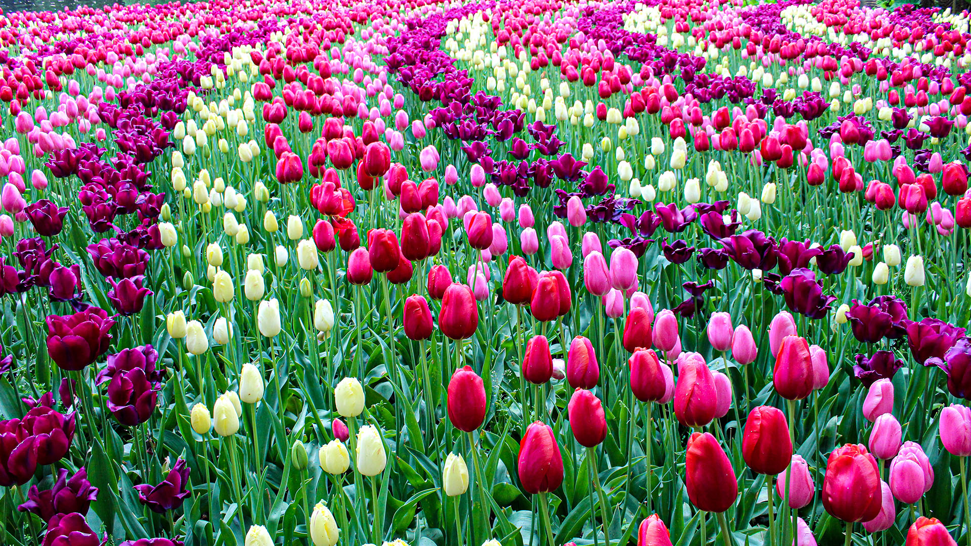 Keukenhof: os jardins