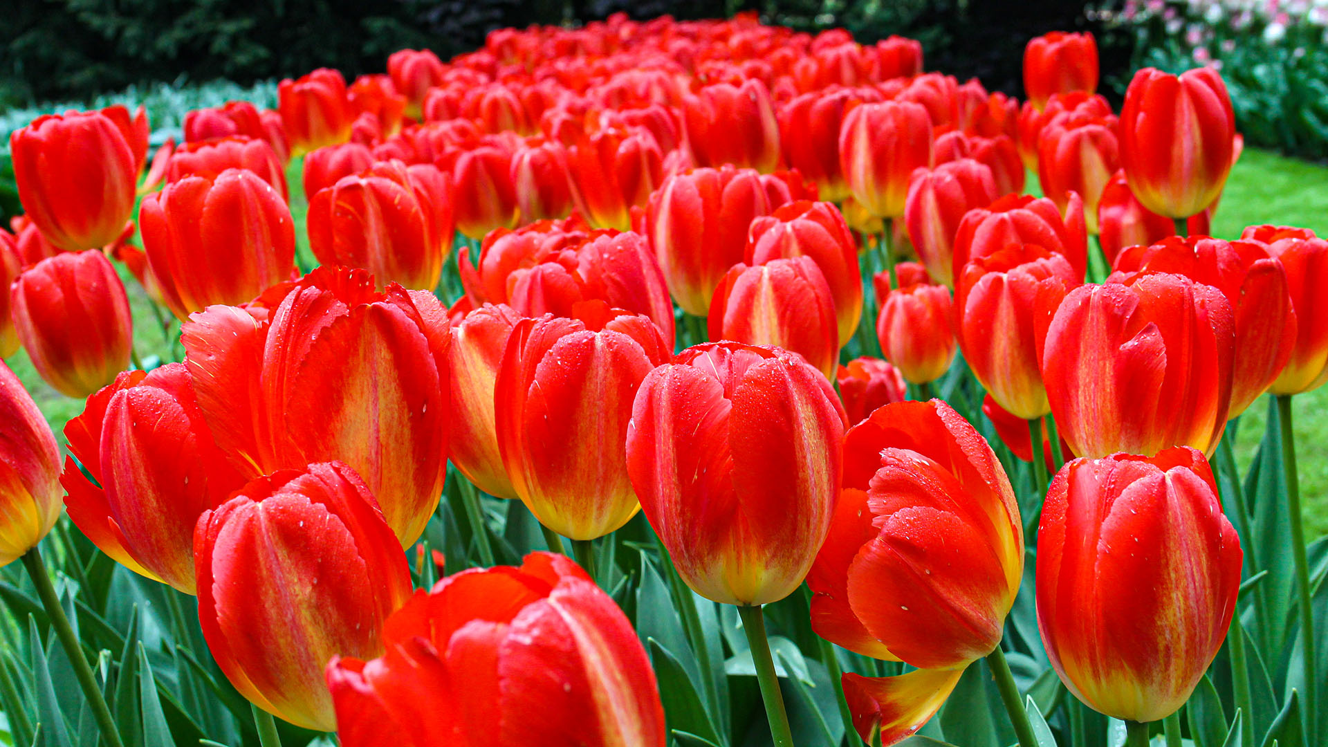 Keukenhof: tulipas vermelhas