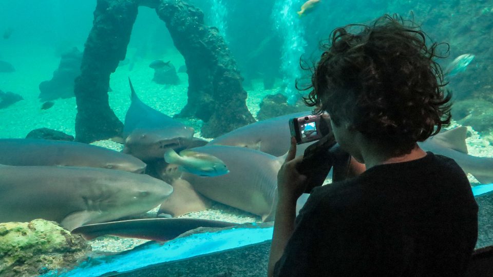 Natal com crianças: Aquario Natal