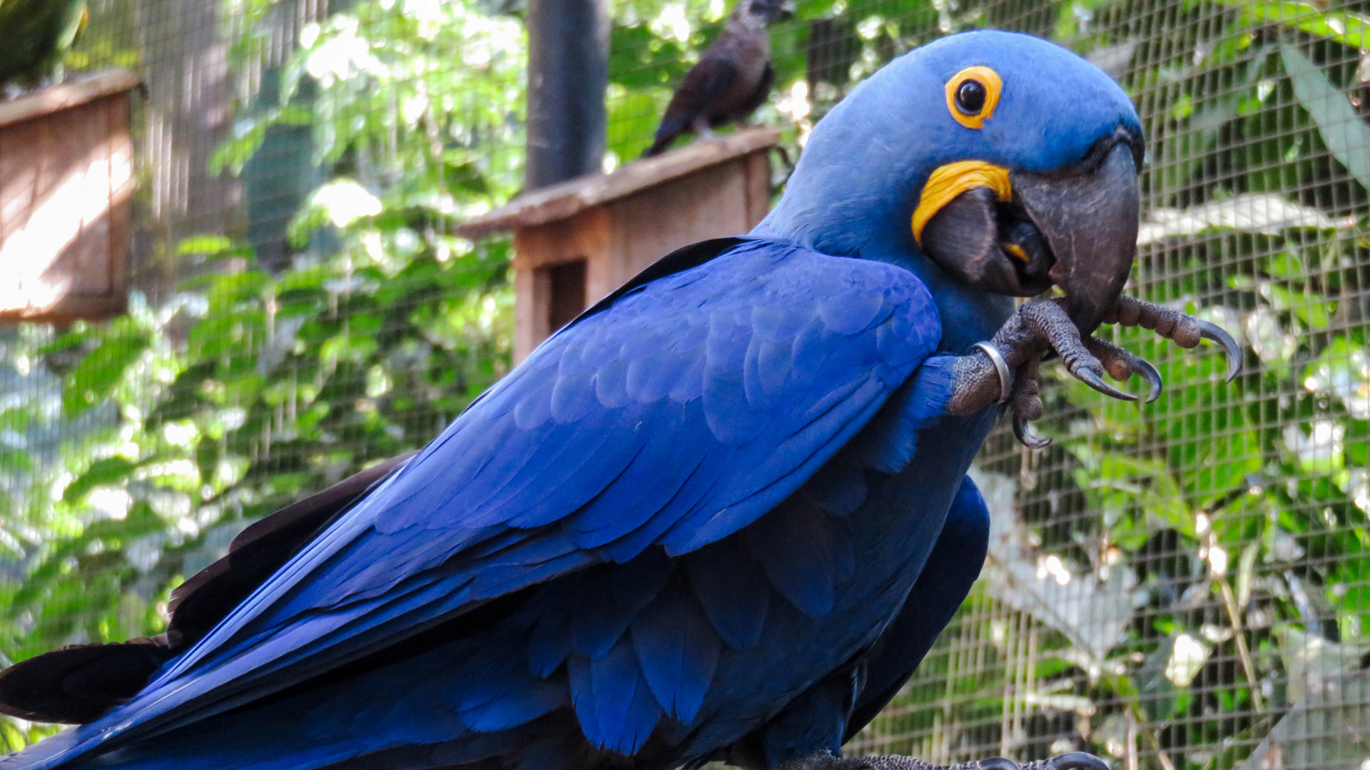 Precisa carro em Foz do Iguaçu para ir ao Parque das Aves?