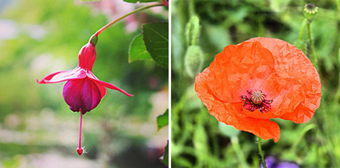 Giverny 9 Giverny 9