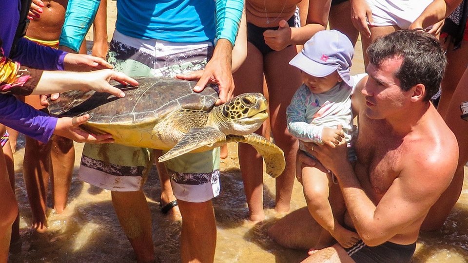 Roteiro de passeios em Fernando de Noronha: captura intencional de tartarugas