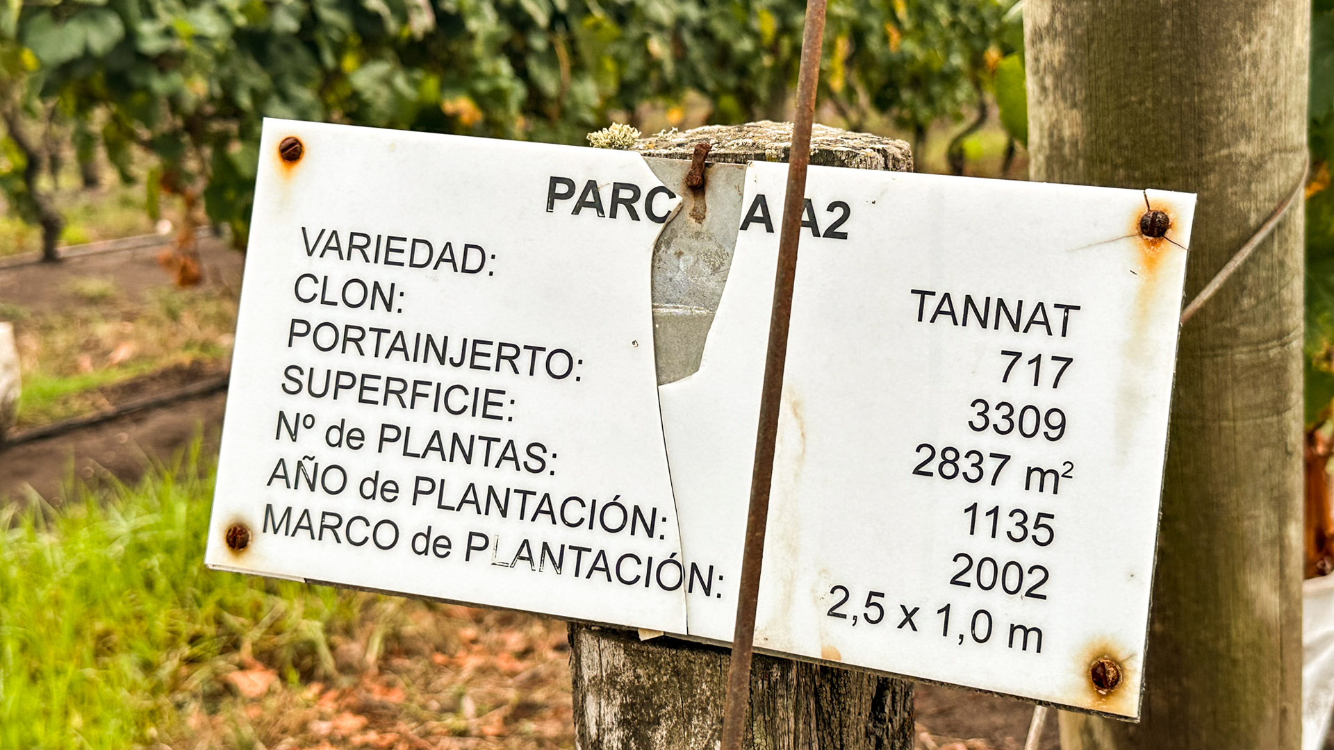 Vinícolas em Montevidéu: uva Tannat
