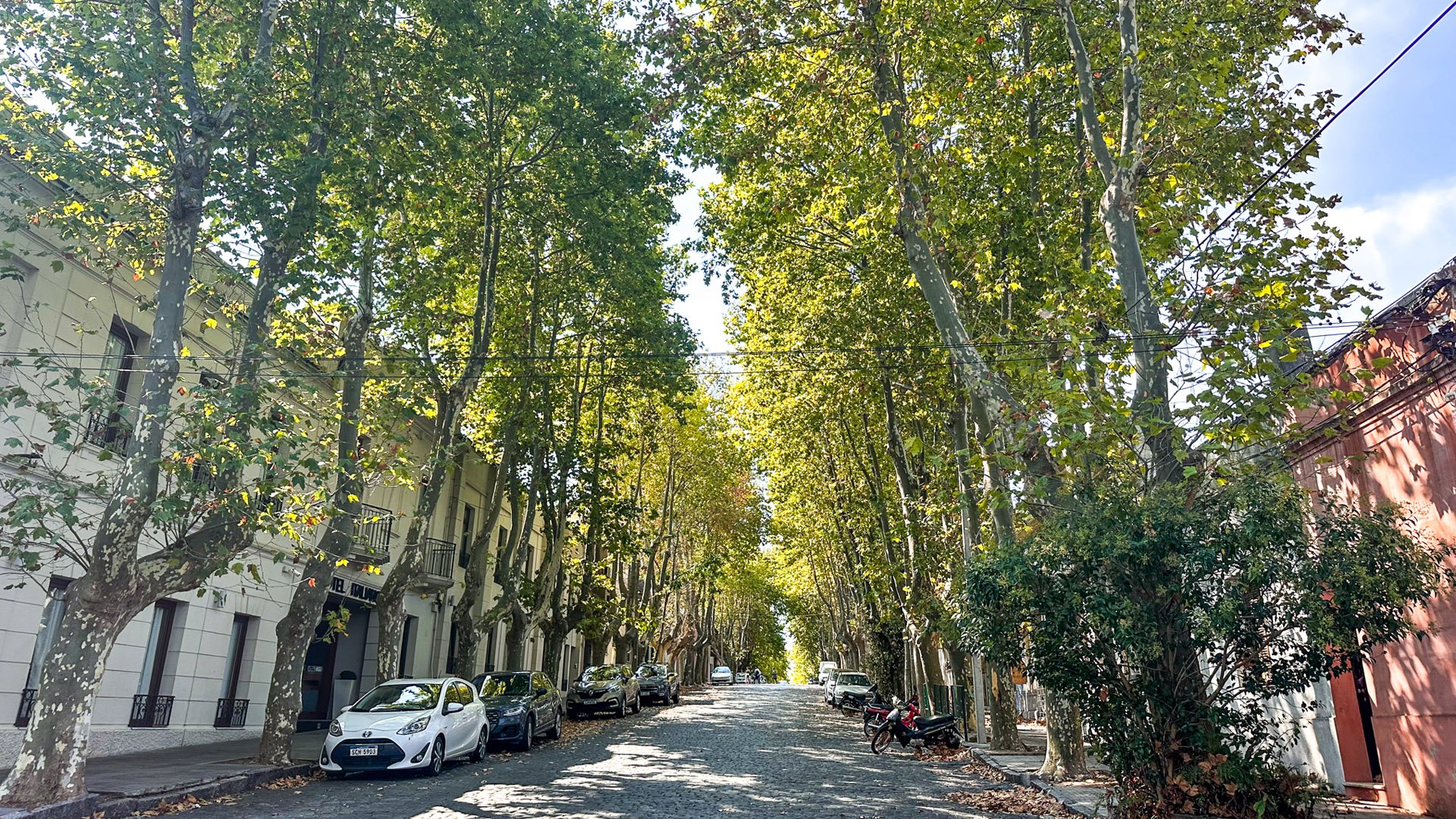 Plátanos em Colonia del Sacramento