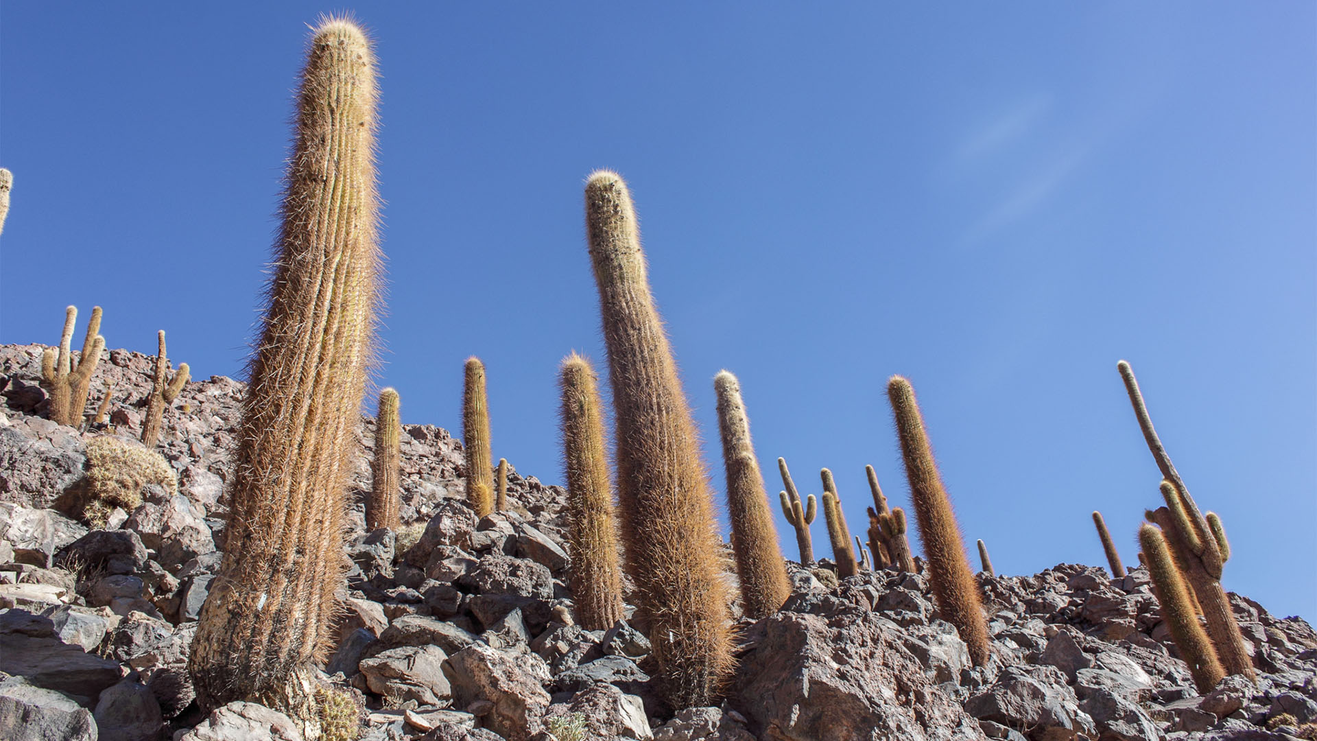 Atacama: cactus gigantes na trilha inca de Guatin 1