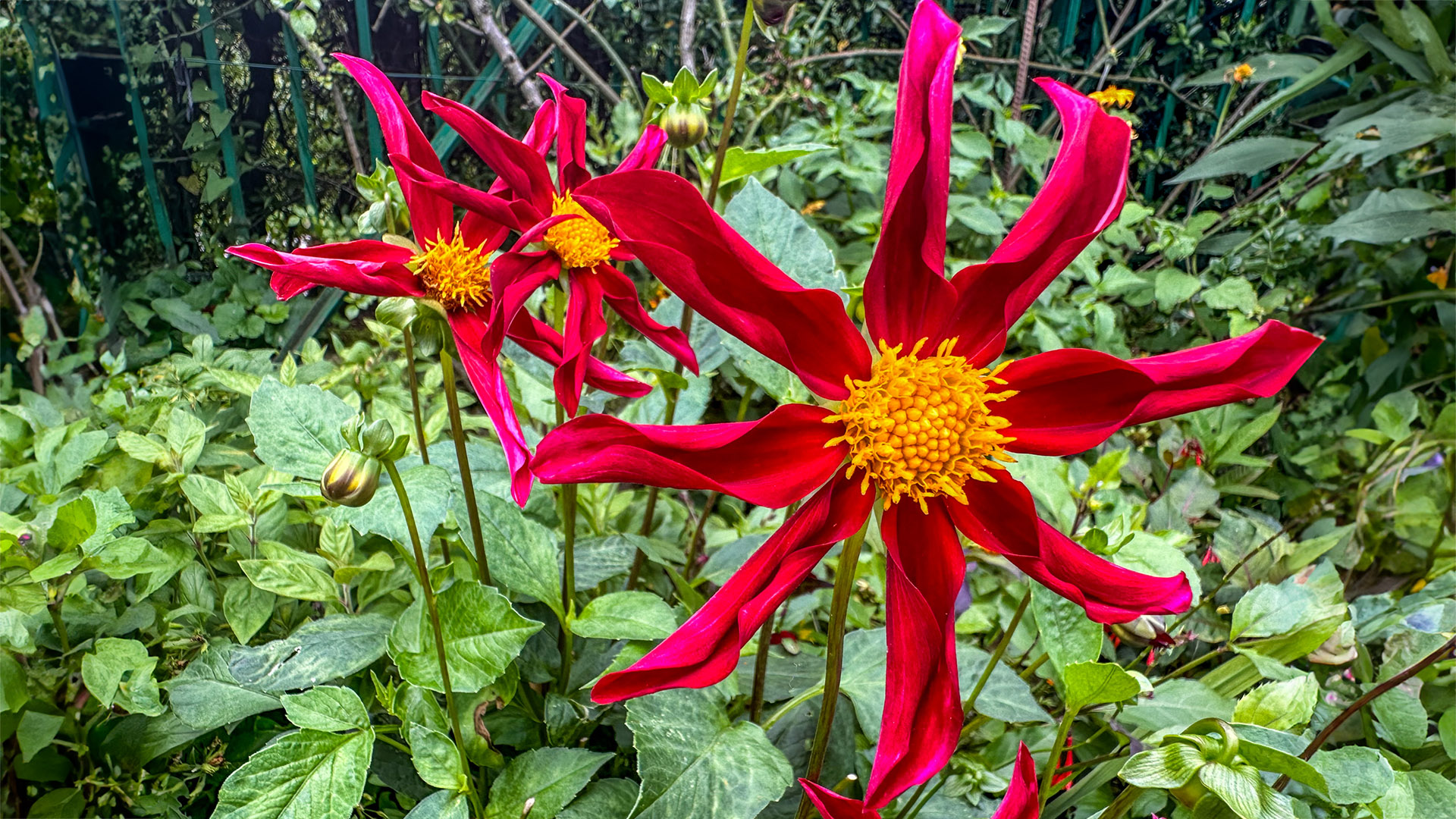 Jardins de Monet em Giverny