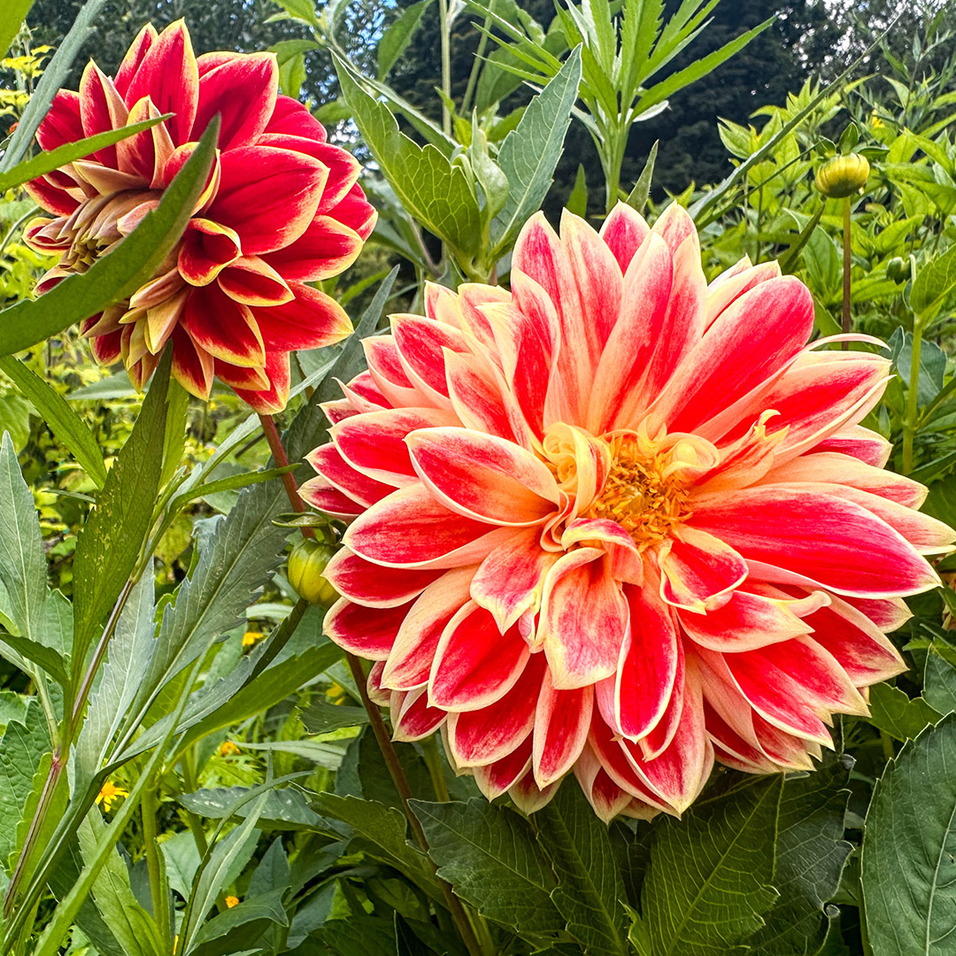 Jardins de Monet em Giverny