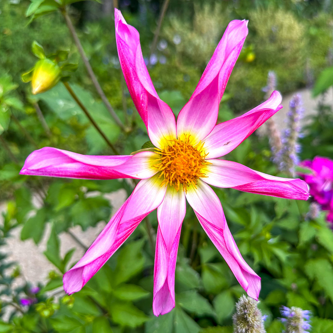 Jardins de Monet em Giverny