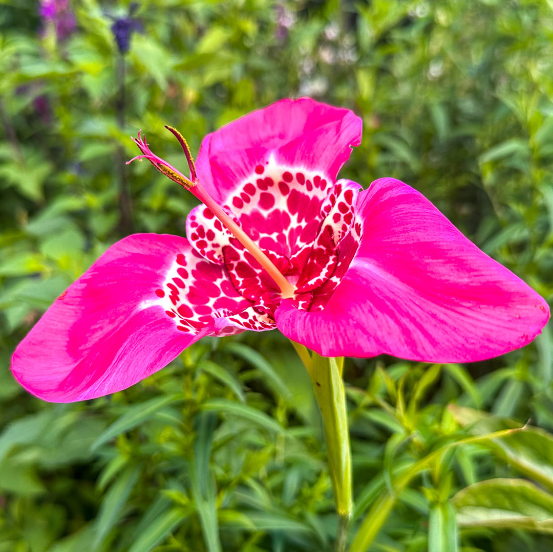 Jardins de Monet em Giverny