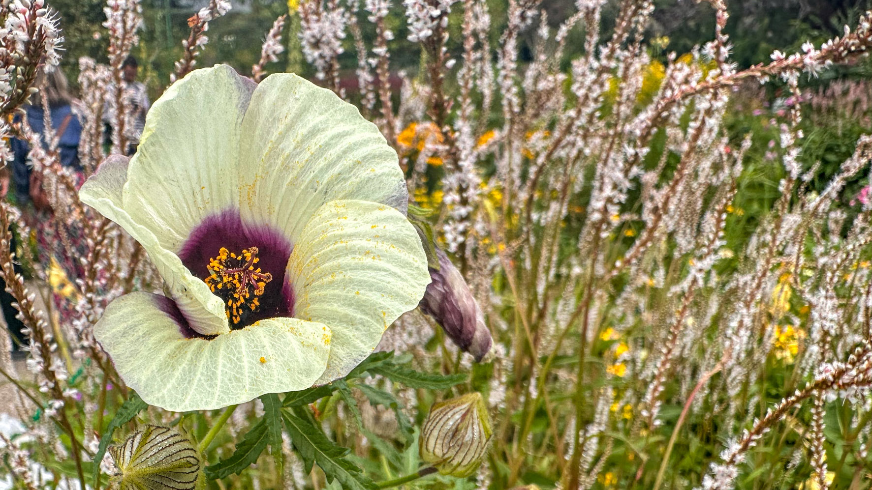 Giverny: jardins de Monet