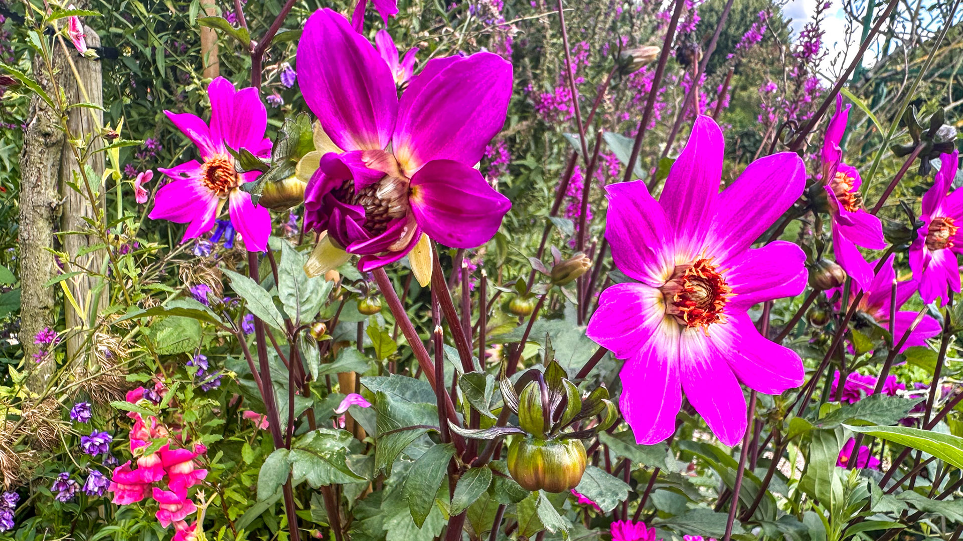 Como visitar os jardins de MOnet em Giverny