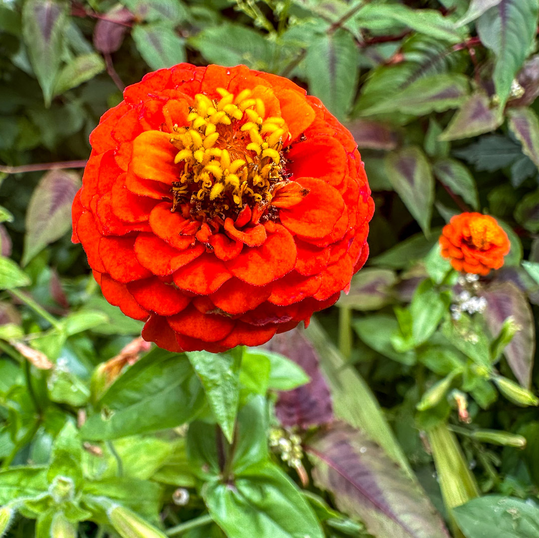 Jardins de Monet em Giverny