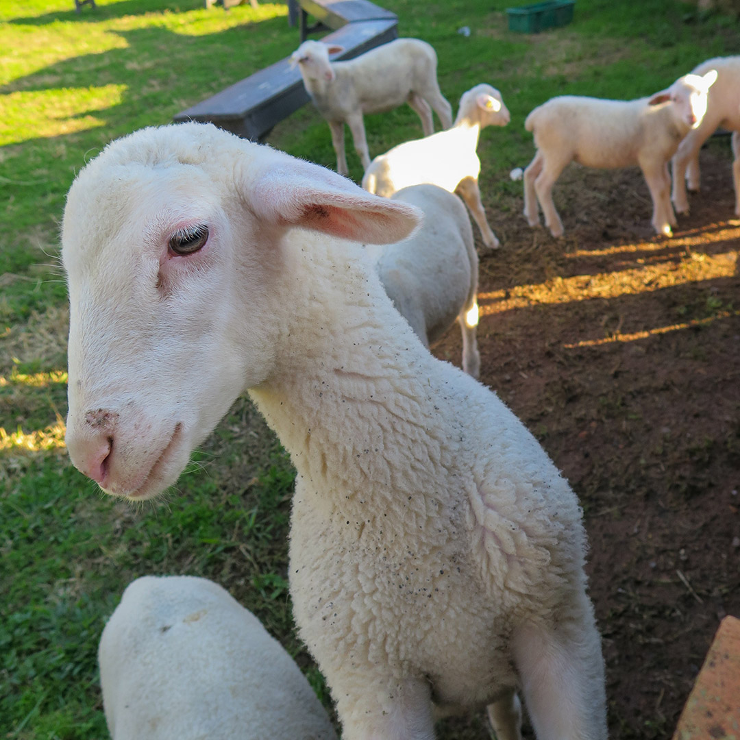 O que fazer em Bento Gonçalves 116