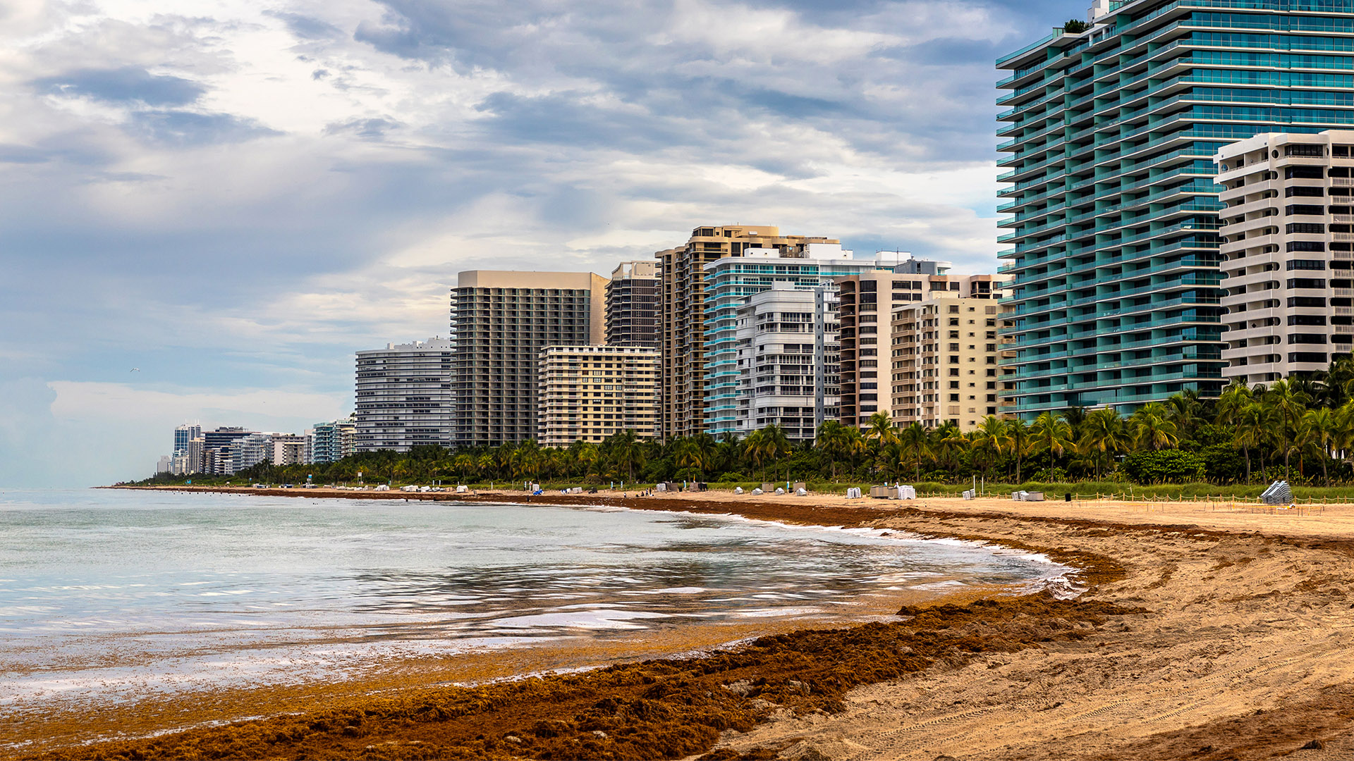 Alerta Caribe: como escapar do sargaço 4 Sargaço em Miami